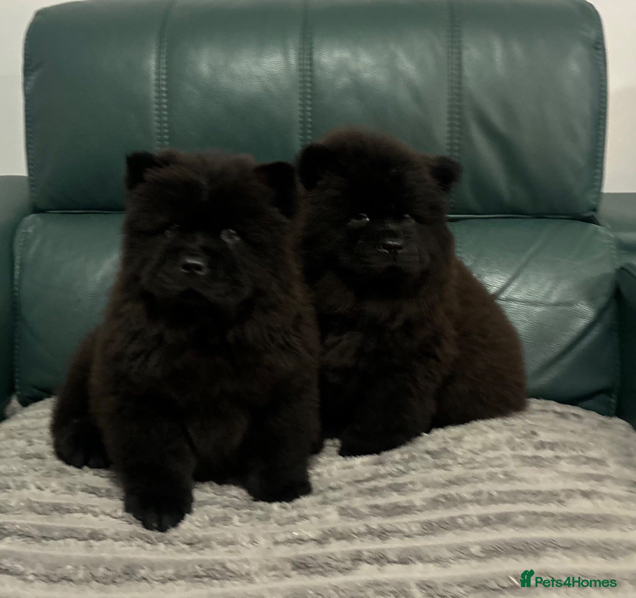 Chow Chow dogs Kc Registered chowchow pups ready now  - Advert 2