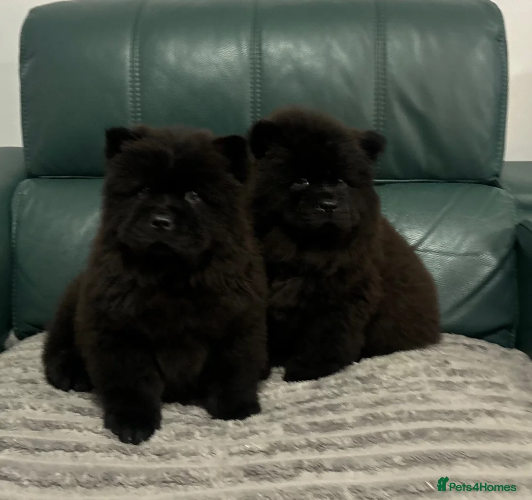 Chow Chow dogs for sale: Kc Registered chowchow pups ready now  - Advert 2