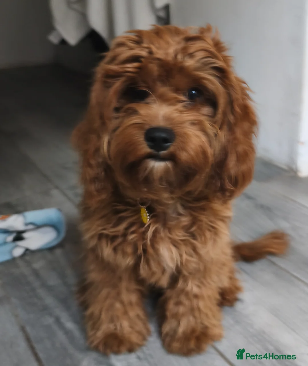 Cavapoo dogs for adoption: 🌟 Bella – Gorgeous Cavapoo Puppy 🌟 in Rochester - Advert 2