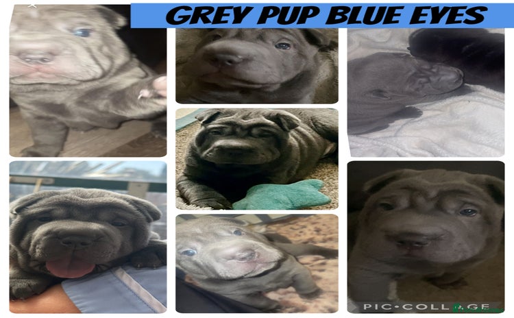 Shar Pei dogs - Advert 1