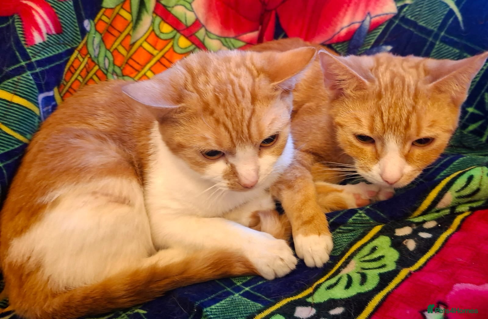 British Shorthair cats Gorgeous Kittens Looking for Loving Homes!  - Advert 1