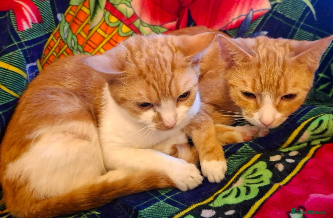 British Shorthair cats for sale: Gorgeous Kittens Looking for Loving Homes!  in London - Advert 1