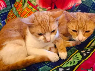 British Shorthair cats Gorgeous Kittens Looking for Loving Homes! - Advert 9