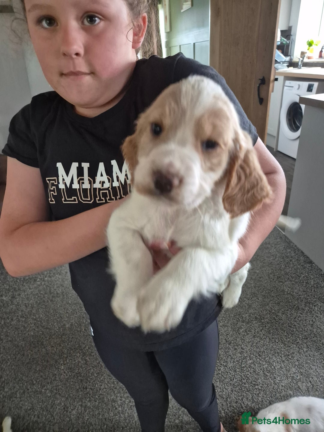 Sprocker dogs for sale: Sprocker Spaniel Puppies - Image 1