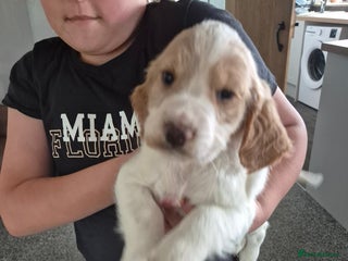 Sprocker dogs - Advert 10