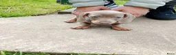 Miniature Dachshund dogs for sale: Beautiful Liter of Miniature Dachshund Puppies - Advert 10