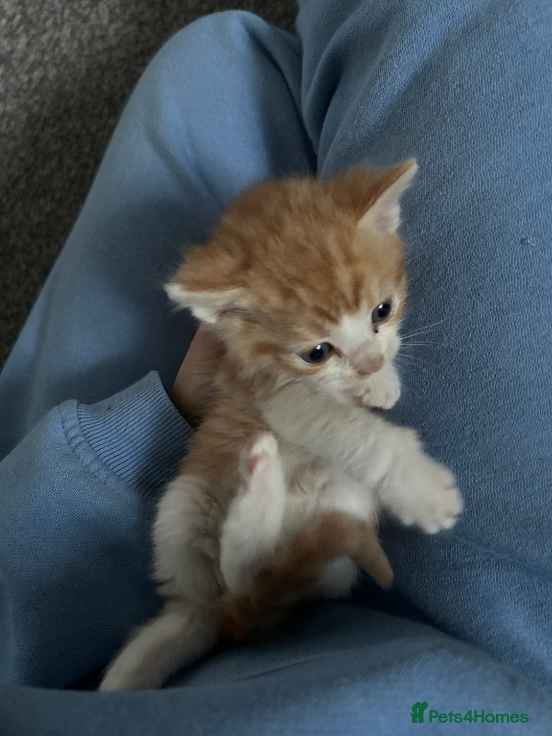 Ragdoll cats for sale: Ragdoll x Tabby Gorgeous Rare Coat Kittens - Advert 6