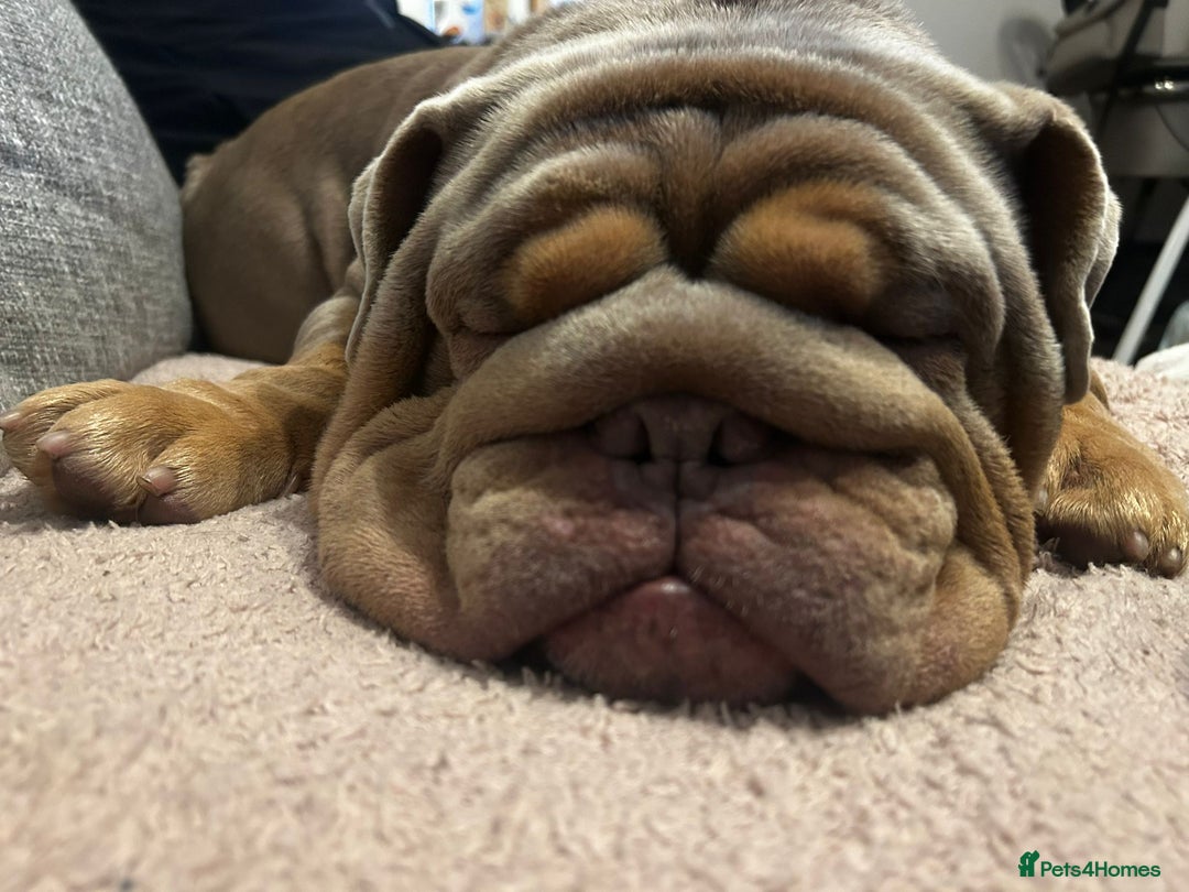 English Bulldog dogs for sale: English bulldog  - Advert 3