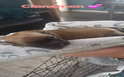 Shih Tzu dogs for sale: Beautiful colours Shihtzu puppies - Image 20