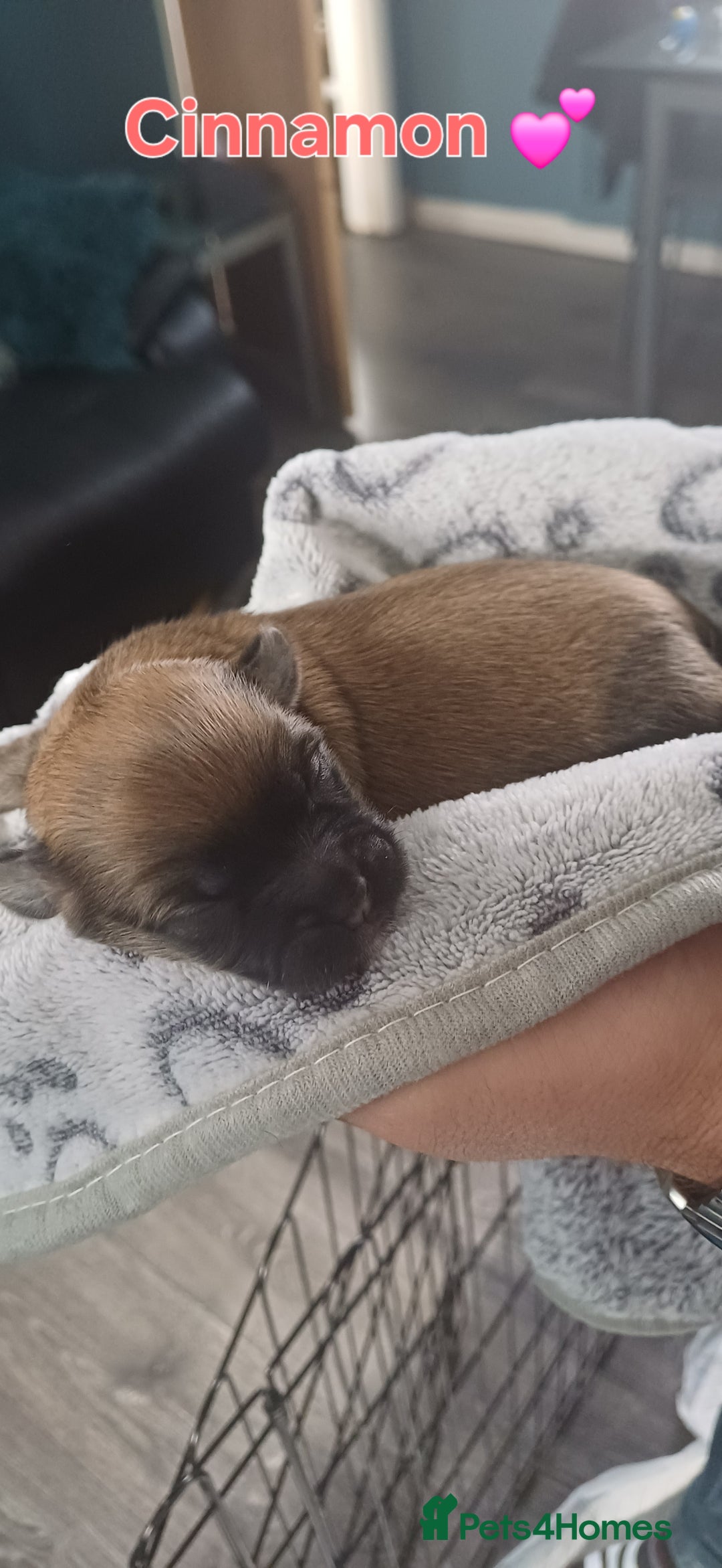 Shih Tzu dogs for sale: Beautiful colours Shihtzu puppies - Image 20