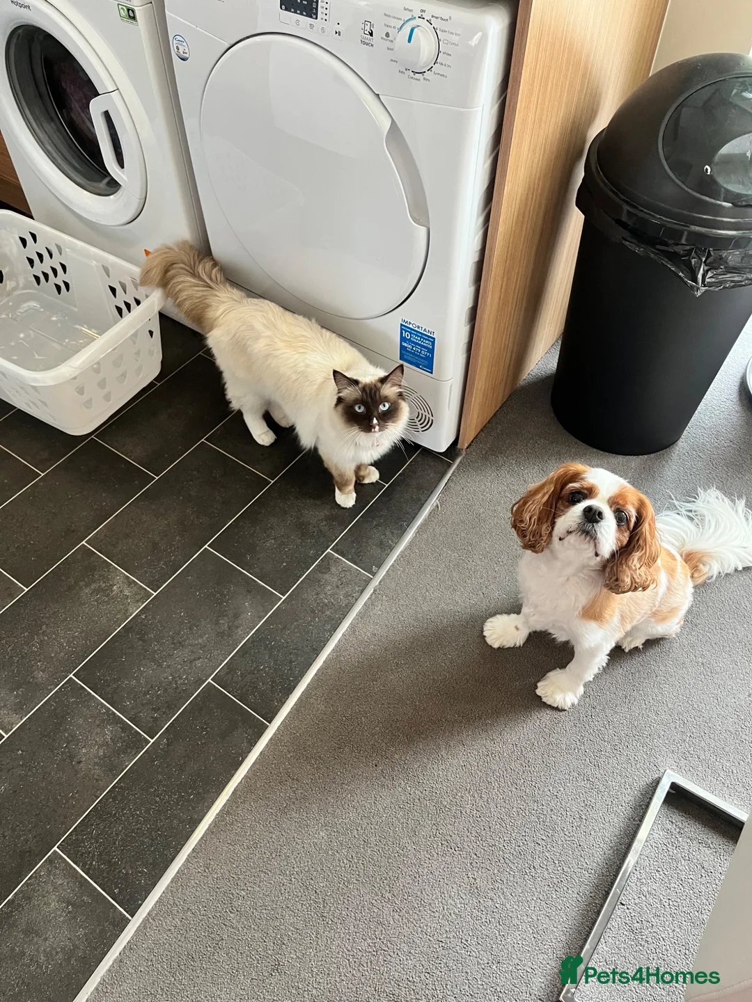 Ragdoll cats for sale: Ragdoll - Advert 2