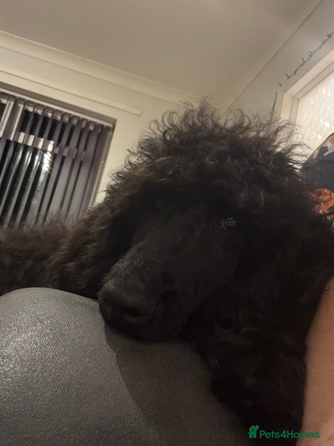 Standard Poodle dogs for sale: Standard poodle  - Advert 1