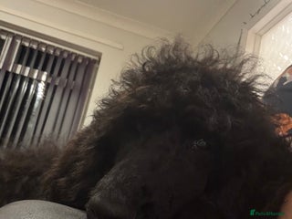 Standard Poodle dogs Standard poodle - Advert 2