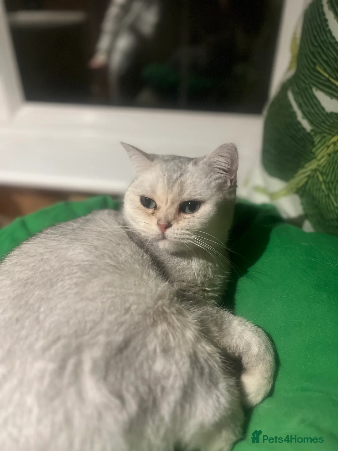 British Shorthair cats for sale: Beautiful Silver Tipped British Shorthair - Advert 8