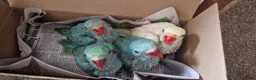 Parrots birds for sale: Indian ringnecks for sale  - Advert 14