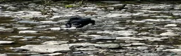 Mixed Breed dogs for sale: Cocker spaniel - Advert 21