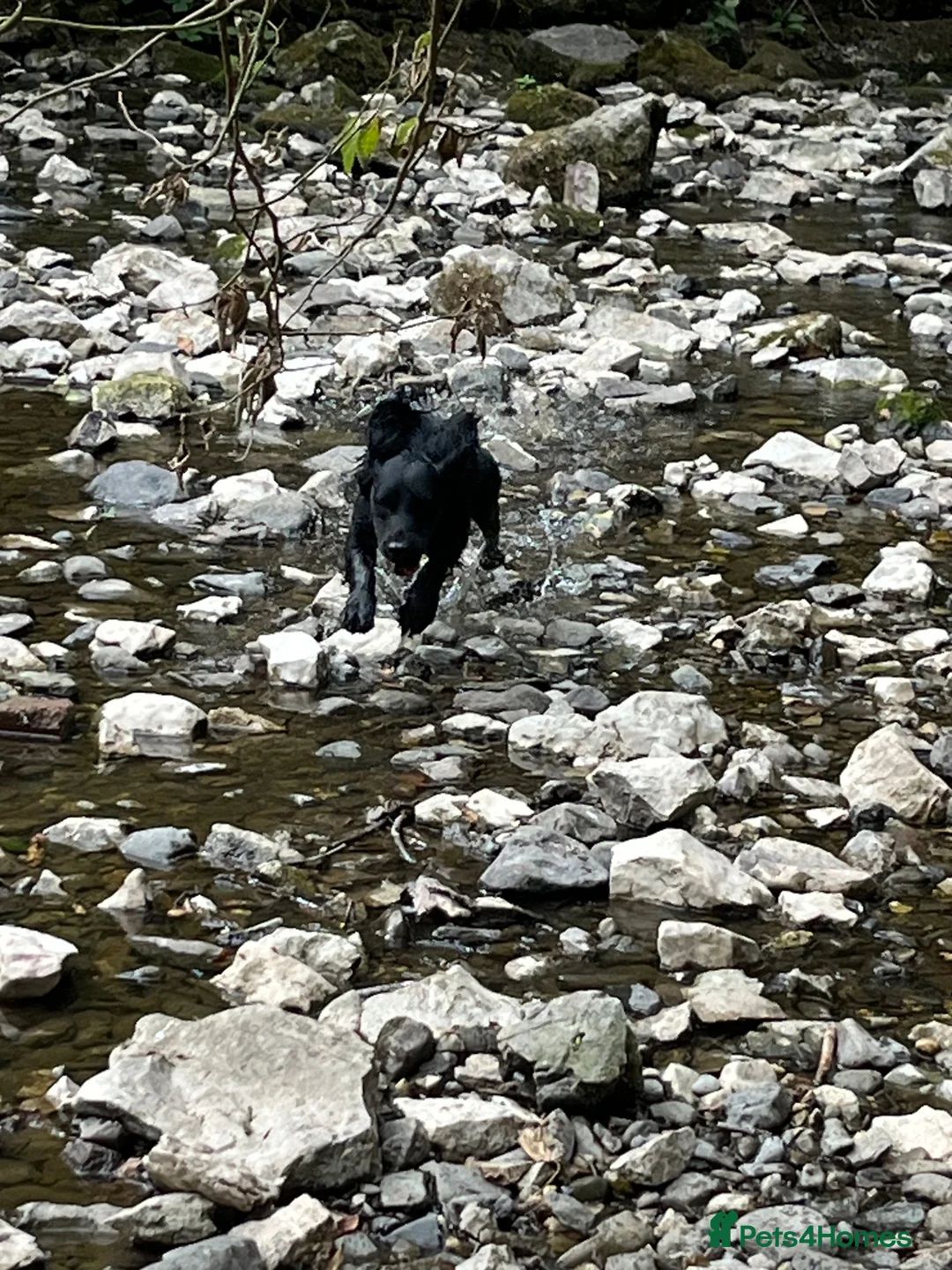 Mixed Breed dogs for sale: Cocker spaniel - Advert 21