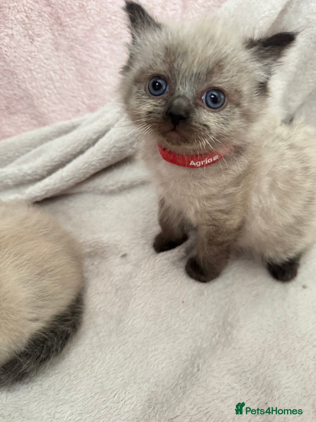 Ragdoll cats for sale: Seal point ragdoll kittens 3 boys and 2 girls  - Image 4