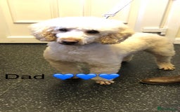 Miniature Poodle dogs for sale: 3 miniature poodles remaining  - Image 21