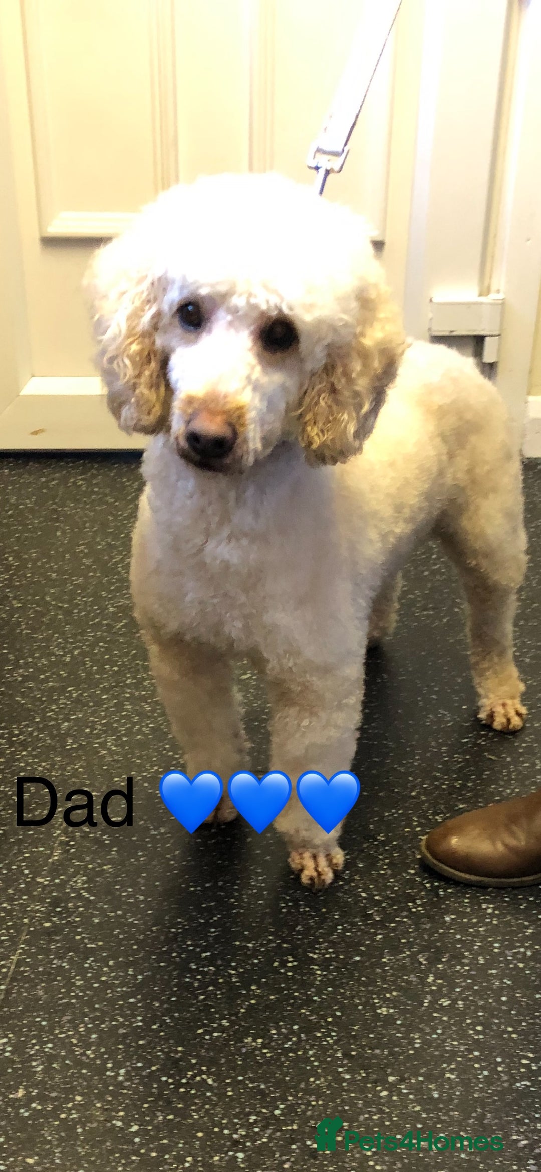 Miniature Poodle dogs for sale: 3 miniature poodles remaining  - Image 21