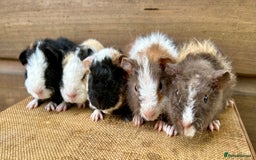 Guinea Pig rodents for sale: Teddy Guinea Pig Baby Boars - Image 8
