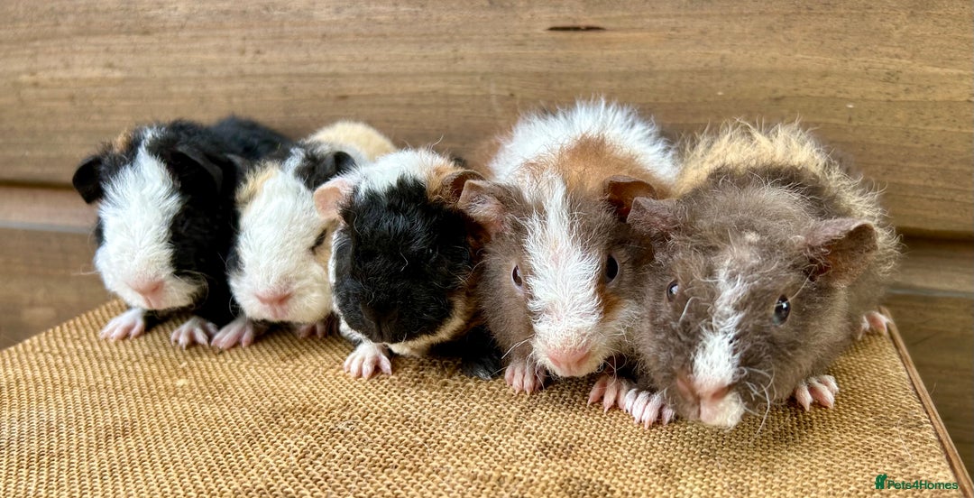 Guinea Pig rodents for sale: Teddy Guinea Pig Baby Boars - Image 8