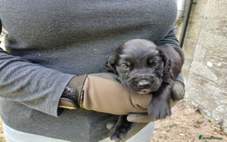 Cockerdor dogs for sale: Gorgeous cockador Puppies - Image 7