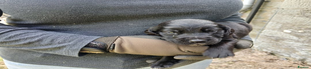 Cockerdor Puppy 5