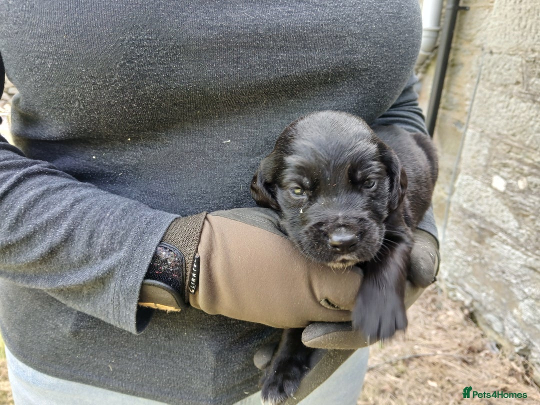 Cockerdor dogs for sale: Gorgeous cockador Puppies - Image 7