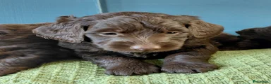 Doxiepoo 2