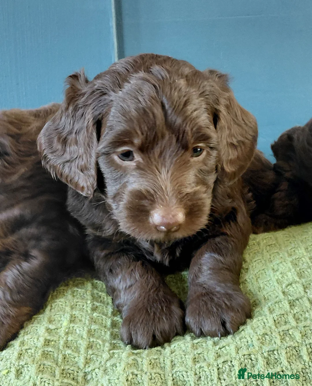 Doxiepoo dogs for sale: Doxiepoo f1 - Advert 10