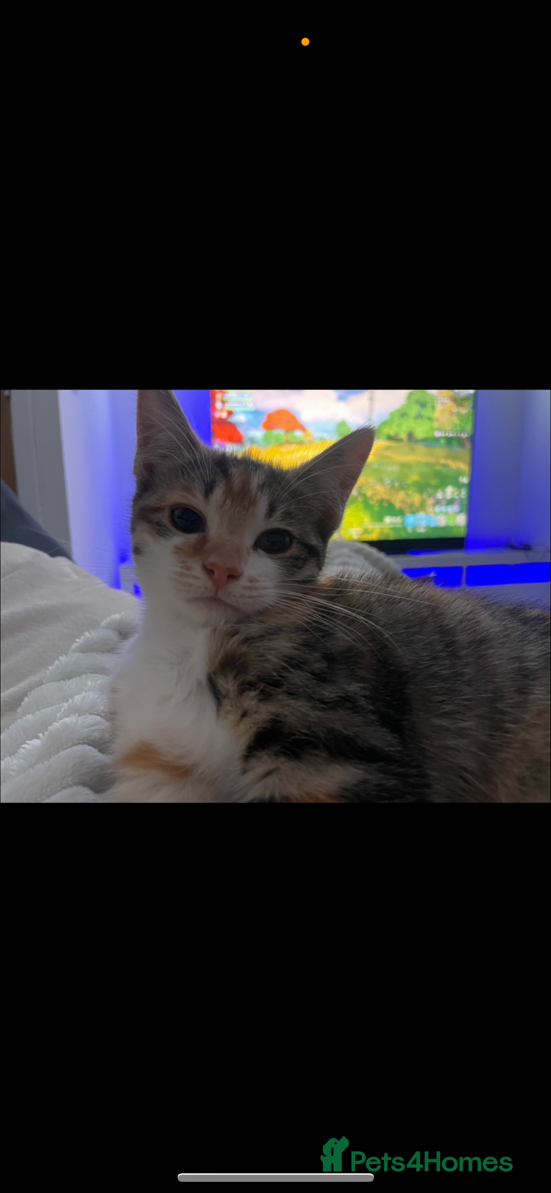 Domestic Shorthair cats for sale: 1 x Male and 1x Female cat - Advert 8