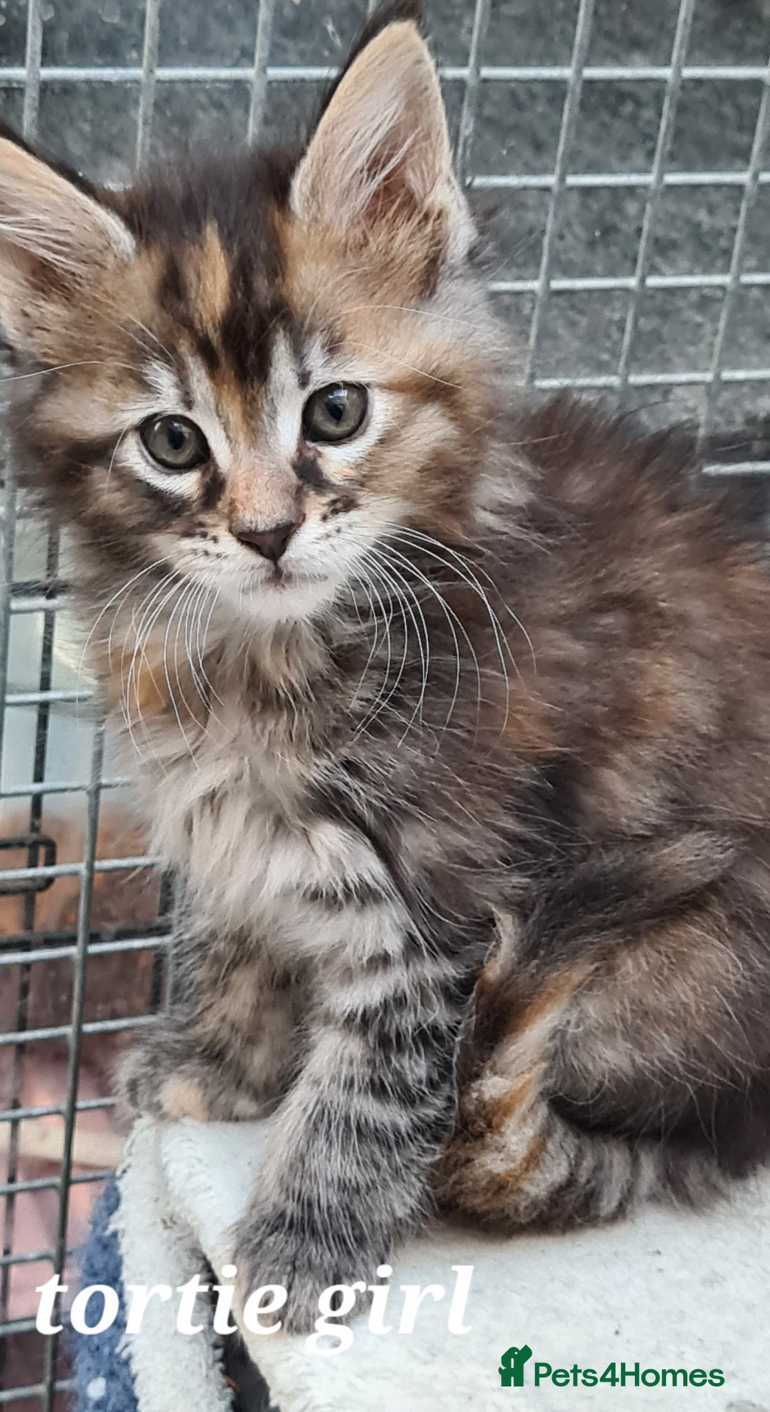Maine Coon cats Tica registered girls - Advert 8