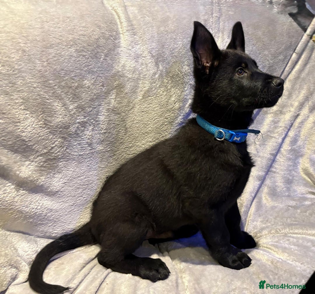 German Shepherd dogs for sale: Exceptional KC Reg DDR GSD Puppies Rare Bloodlines - Image 12