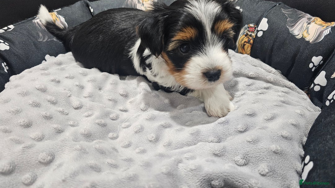 Yorkshire Terrier dogs for sale: 2 boys and 2 girls yorkshire terrier  - Advert 12