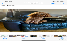 Toy Poodle dogs for stud: Proven red toy poodle For stud  ( Health tested )  in Rotherham - Image 2