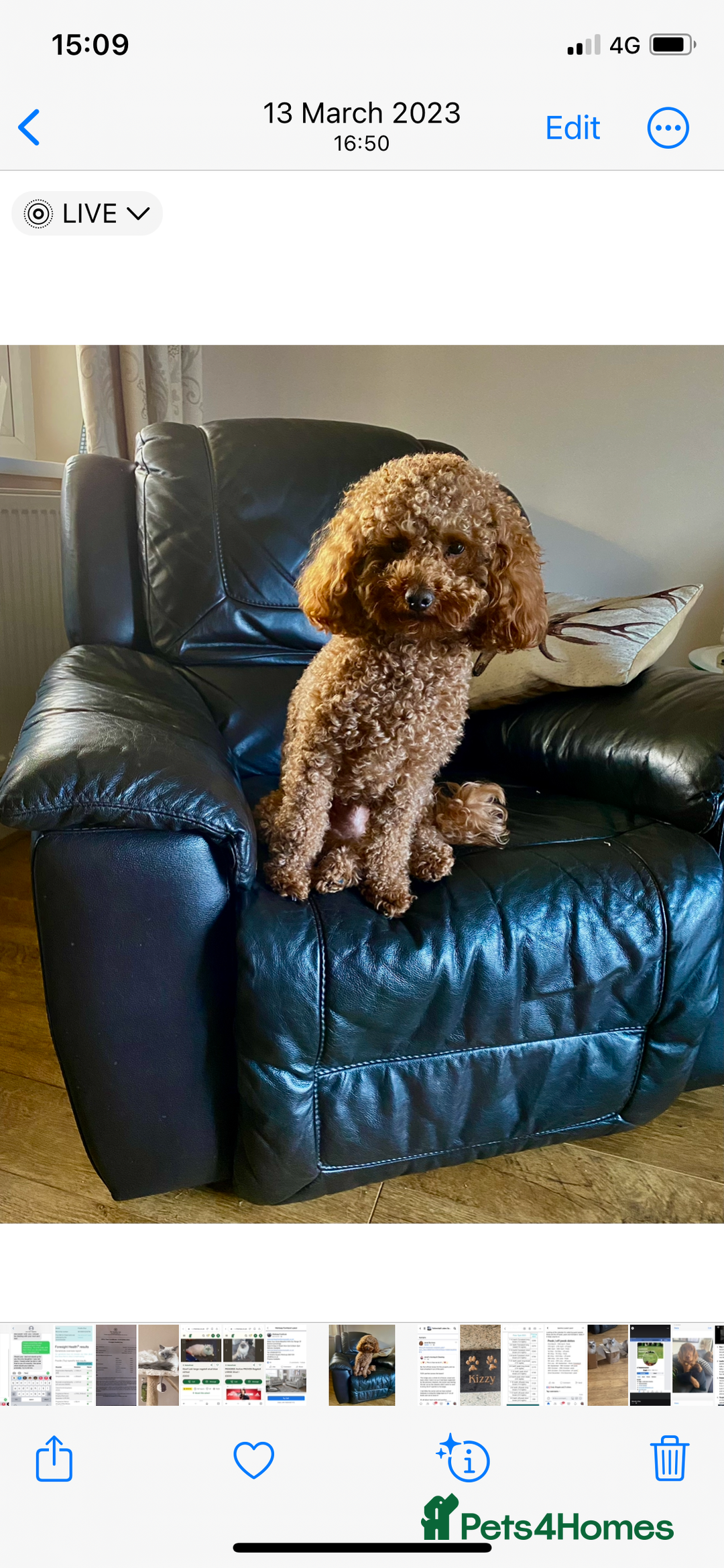 Toy Poodle dogs for stud: Proven red toy poodle For stud  ( Health tested )  in Rotherham - Image 2