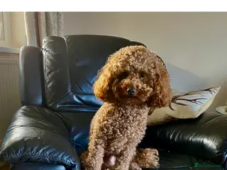 Toy Poodle dogs Proven red toy poodle For stud ( Health tested ) - Advert 1