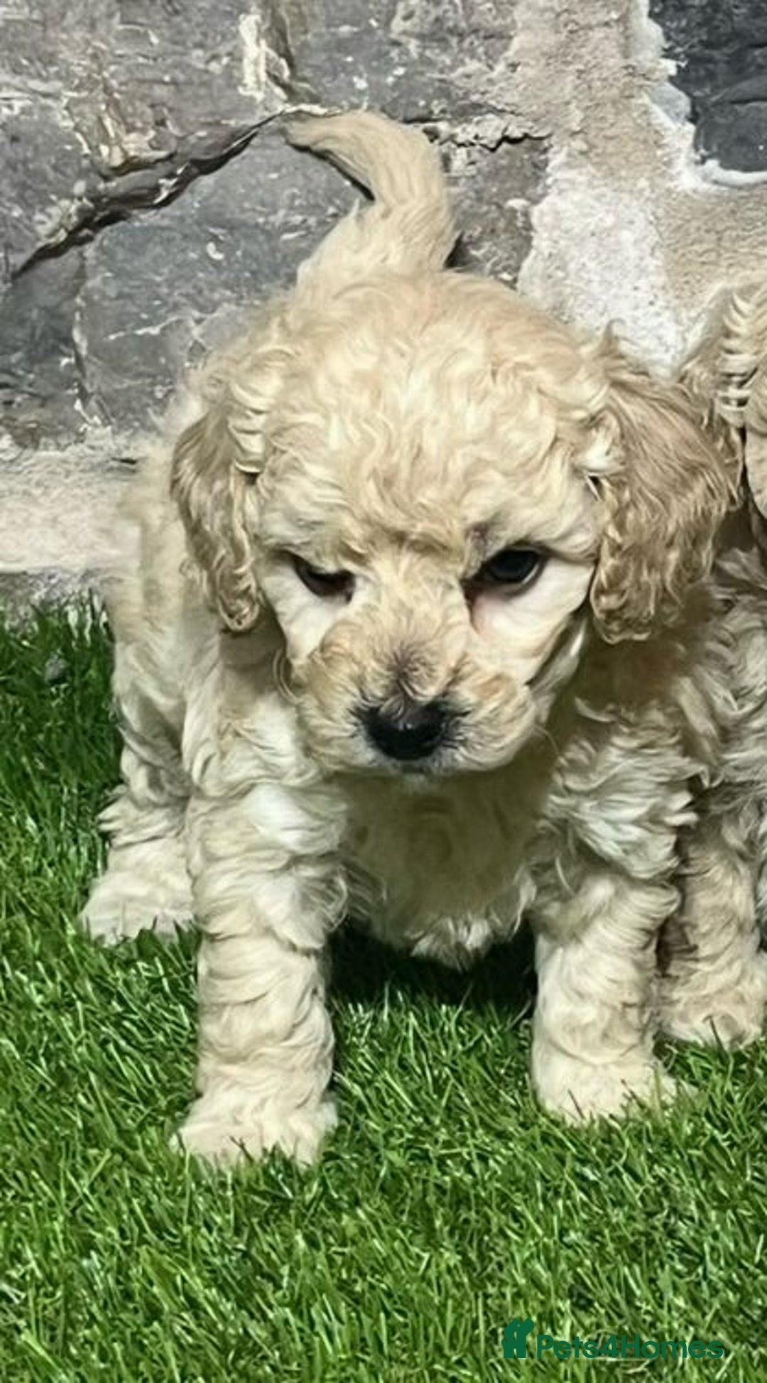 Poochon dogs for sale: Poochons Ready  **  Eve - Advert 15