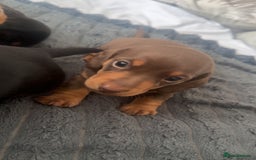 Miniature Dachshund dogs for sale: Miniature daschunds  READY TO LEAVE 29th SEPT - Image 10