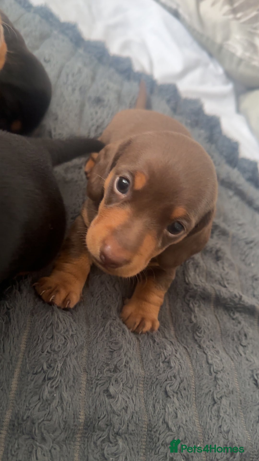 Miniature Dachshund dogs for sale: Miniature daschunds  READY TO LEAVE 29th SEPT - Image 10
