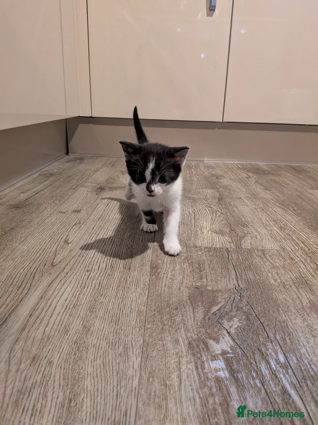 Selkirk Rex cats for sale: Beautiful Kittens – From Pedigree Selkirk Rex Mum - Advert 16