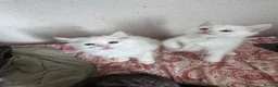 Siberian cats for sale: Siberian forest kittens 9 weeks old - Advert 6