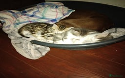 Mixed Breed cats for sale: Kittens american ringtail mixbreed  - Image 2