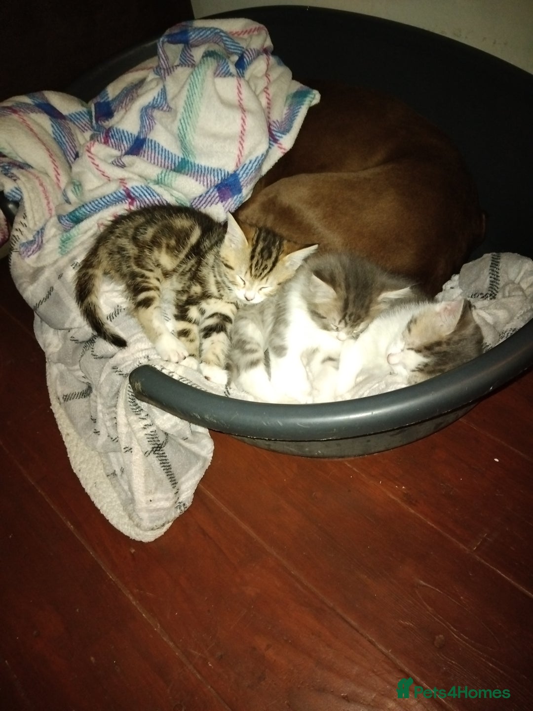 Mixed Breed cats for sale: Kittens american ringtail mixbreed  - Image 2