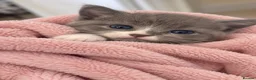 British Shorthair cats for sale: Stunning BsH X kittens ready now ❤️  - Advert 4