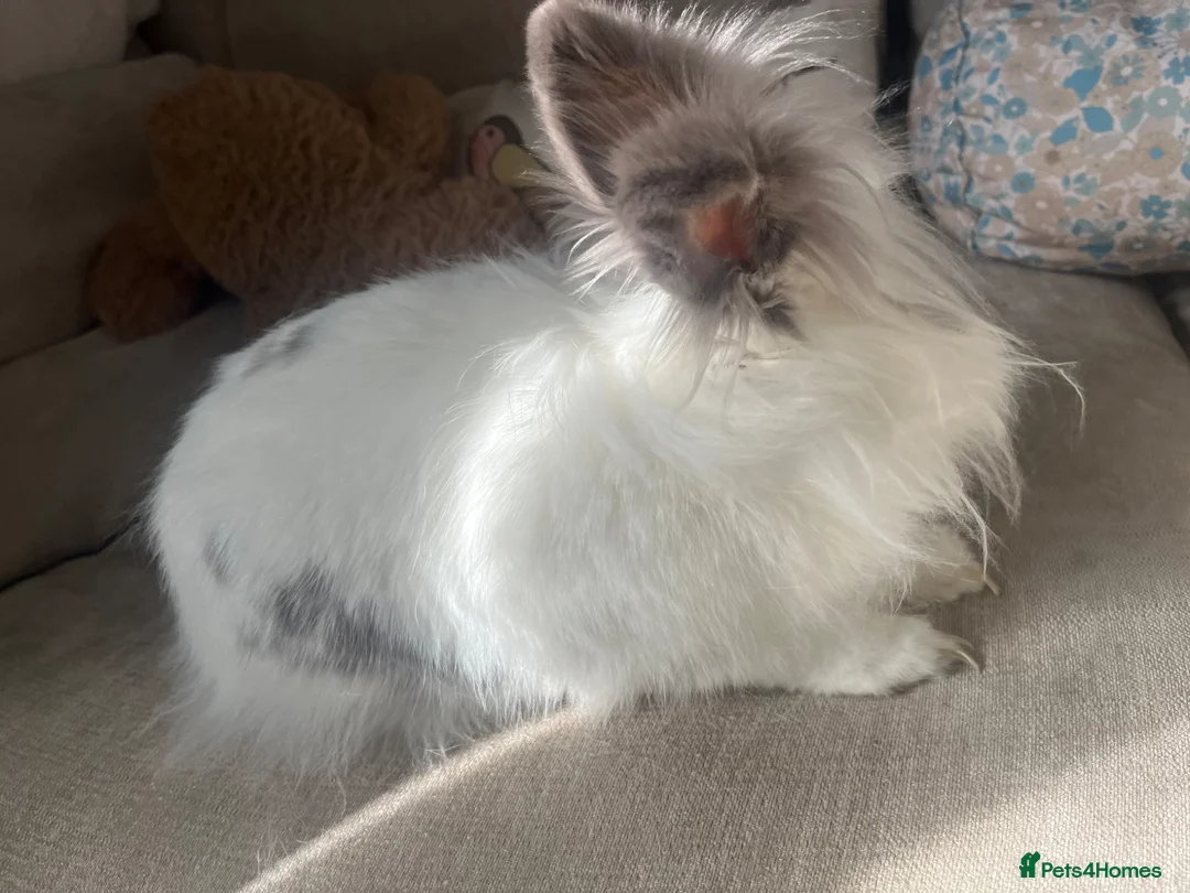 Mixed Breed rabbits for sale: Rabbit for sale in Essex  in Colchester - Advert 2