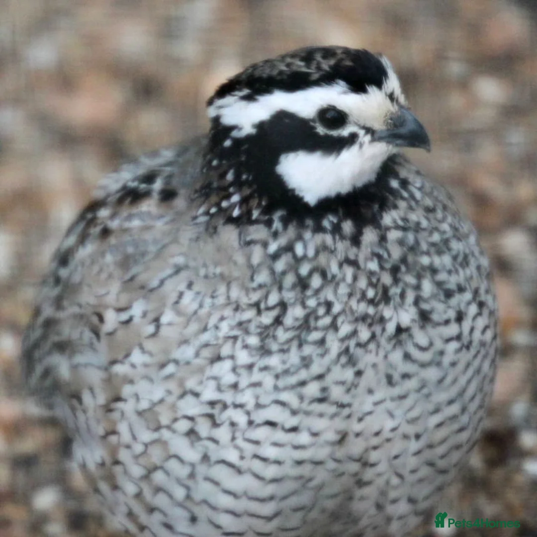 Quail poultry for sale: 12 Bob White hatching eggs £30 per dozen - Advert 3