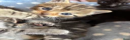 Mixed Breed cats for sale: Lovely kittens  in Leighton Buzzard - Advert 11