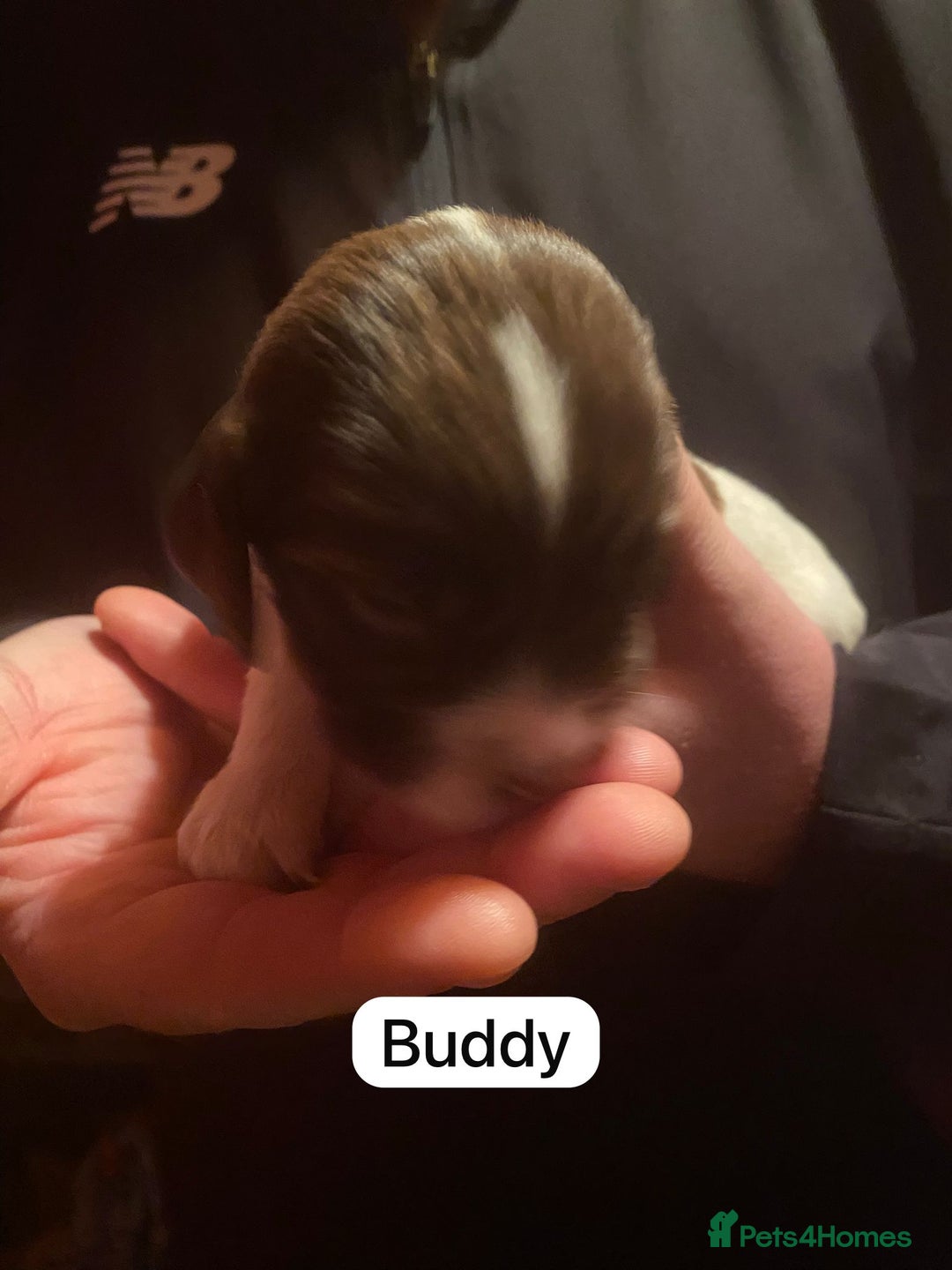 English Springer Spaniel dogs for sale: 6 Kc registered English springer spaniel pups  - Advert 11